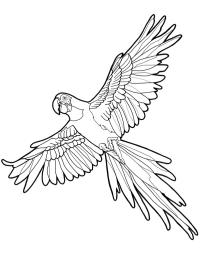 Παπαγάλος Macaw
