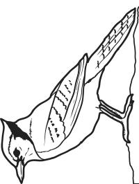 Bluerobin