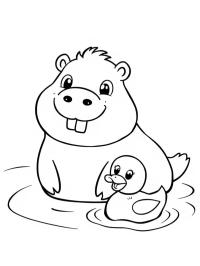 Ο Capybara κολυμπάει με παπάκι