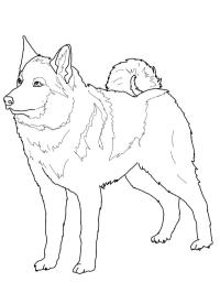 Νορβηγικό Elkhound
